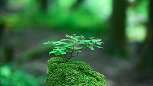 社會(huì)責(zé)任